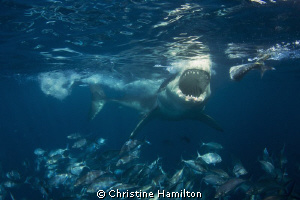 What Big Teeth You Have ! by Christine Hamilton 